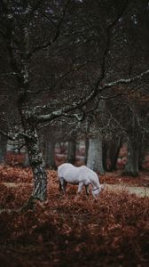 Preview wallpaper pony, forest, walk, grass, trees