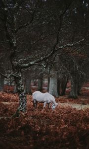 Preview wallpaper pony, forest, walk, grass, trees