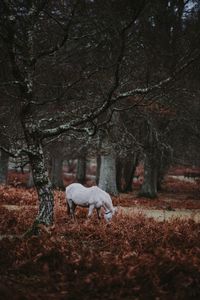 Preview wallpaper pony, forest, walk, grass, trees