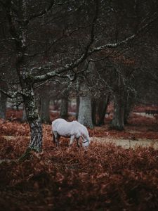 Preview wallpaper pony, forest, walk, grass, trees
