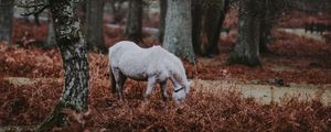 Preview wallpaper pony, forest, walk, grass, trees
