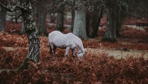 Preview wallpaper pony, forest, walk, grass, trees