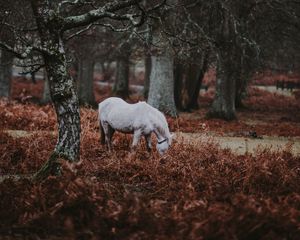 Preview wallpaper pony, forest, walk, grass, trees