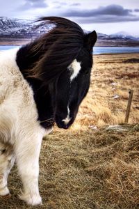 Preview wallpaper pony, grass, walk, spotted