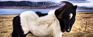 Preview wallpaper pony, grass, walk, spotted