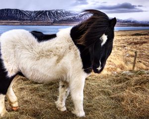 Preview wallpaper pony, grass, walk, spotted