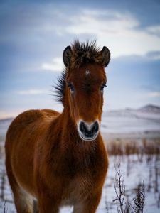 Preview wallpaper pony, horse, animal, brown