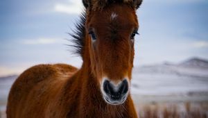 Preview wallpaper pony, horse, animal, brown