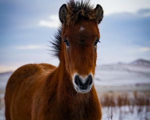 Preview wallpaper pony, horse, animal, brown