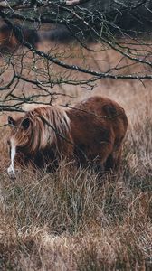 Preview wallpaper pony, horse, grass, pasture