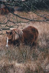 Preview wallpaper pony, horse, grass, pasture