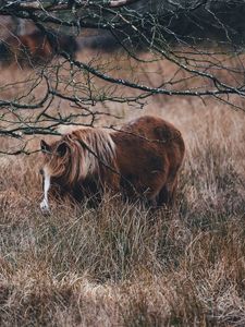 Preview wallpaper pony, horse, grass, pasture