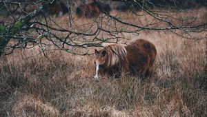 Preview wallpaper pony, horse, grass, pasture