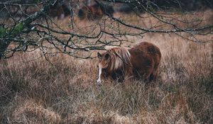 Preview wallpaper pony, horse, grass, pasture