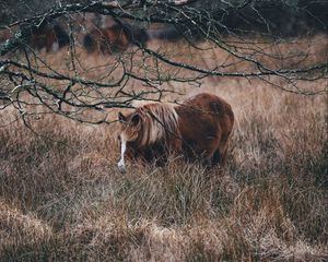 Preview wallpaper pony, horse, grass, pasture