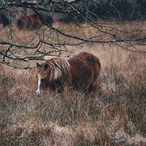 Preview wallpaper pony, horse, grass, pasture