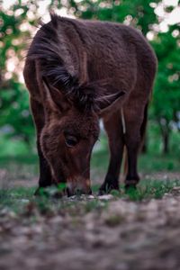 Preview wallpaper pony, horse, grass, food