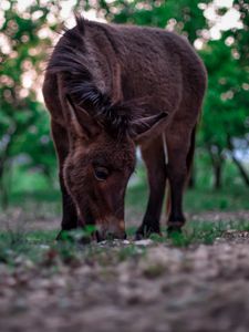 Preview wallpaper pony, horse, grass, food