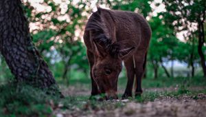 Preview wallpaper pony, horse, grass, food