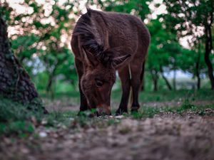 Preview wallpaper pony, horse, grass, food