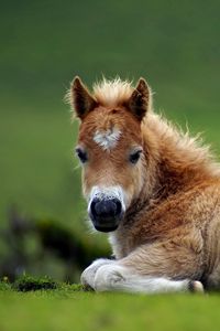 Preview wallpaper pony, horse, grass, lie, beautiful