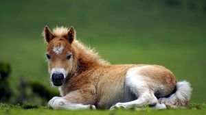 Preview wallpaper pony, horse, grass, lie, beautiful