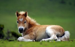 Preview wallpaper pony, horse, grass, lie, beautiful