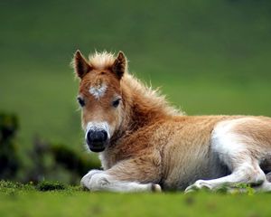 Preview wallpaper pony, horse, grass, lie, beautiful