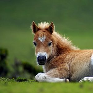 Preview wallpaper pony, horse, grass, lie, beautiful