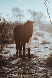 Preview wallpaper pony, horse, shadow, bushes