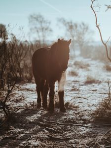 Preview wallpaper pony, horse, shadow, bushes