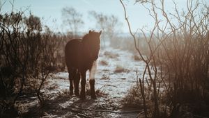 Preview wallpaper pony, horse, shadow, bushes
