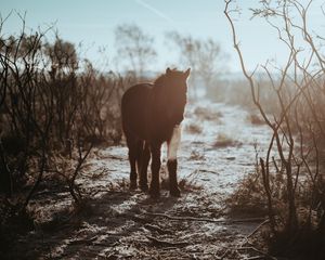 Preview wallpaper pony, horse, shadow, bushes