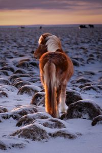 Preview wallpaper pony, horse, snow, winter