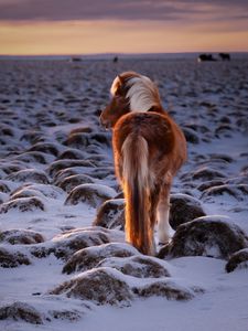 Preview wallpaper pony, horse, snow, winter