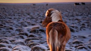 Preview wallpaper pony, horse, snow, winter