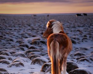 Preview wallpaper pony, horse, snow, winter