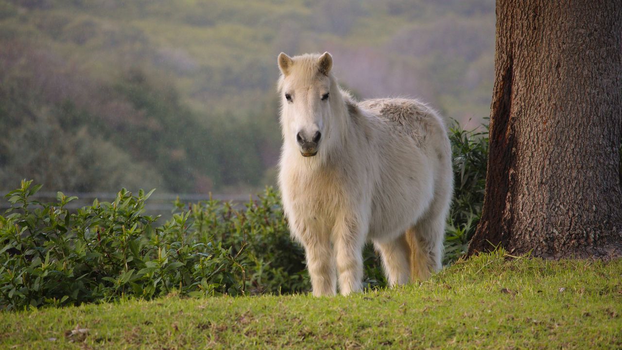 Wallpaper pony, horse, white, fluffy, animal