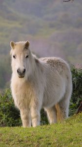 Preview wallpaper pony, horse, white, fluffy, animal
