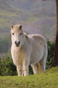 Preview wallpaper pony, horse, white, fluffy, animal