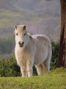 Preview wallpaper pony, horse, white, fluffy, animal