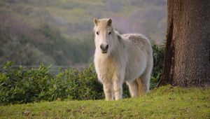 Preview wallpaper pony, horse, white, fluffy, animal