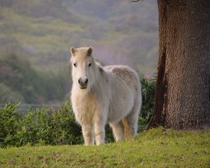 Preview wallpaper pony, horse, white, fluffy, animal