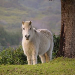Preview wallpaper pony, horse, white, fluffy, animal