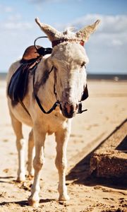 Preview wallpaper pony, saddle, shade, sand