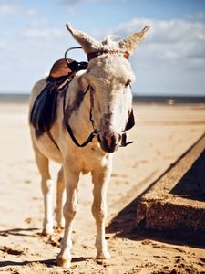 Preview wallpaper pony, saddle, shade, sand