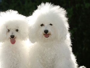 Preview wallpaper poodle, couple, dog, shadow