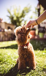 Preview wallpaper poodle, dog, animal, pet, brown, shaggy, hand