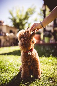 Preview wallpaper poodle, dog, animal, pet, brown, shaggy, hand