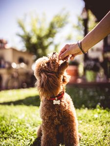 Preview wallpaper poodle, dog, animal, pet, brown, shaggy, hand